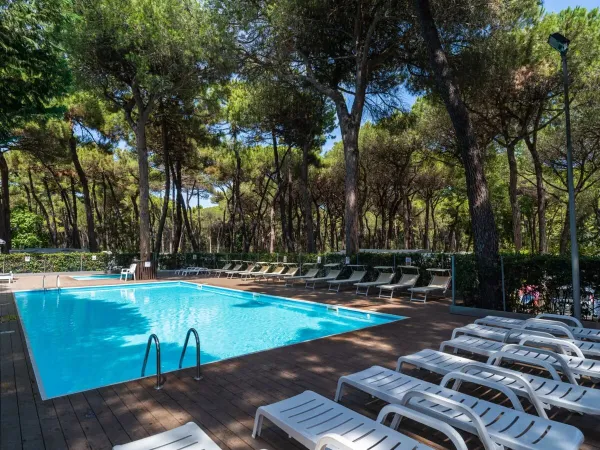 Swimming pool with loungers in the sun and shade among pine trees at Roan camping Sole Family Village.